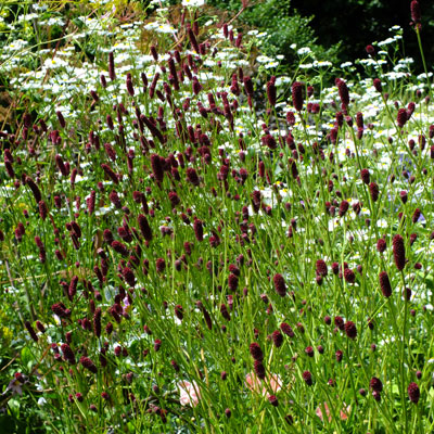 Krvavec ´Red Thunder´