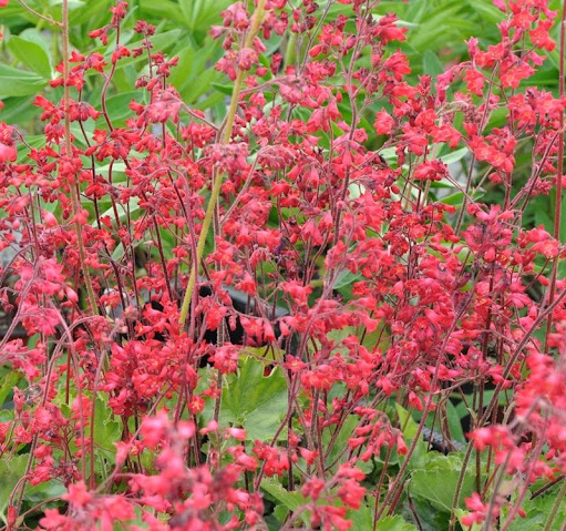 Heuchera  ´Ruby Bells´´