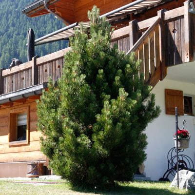 Borovica pyrenejská 50 - 60cm