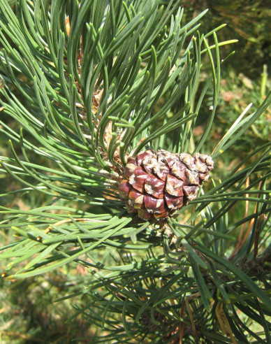 Borovica pyrenejská  70 - 100cm