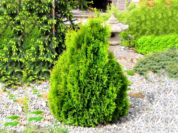 Tuja západná ´Miky´