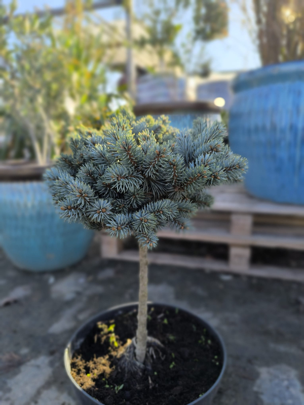 Smrek pichľavý ´Pali´ na kmienku