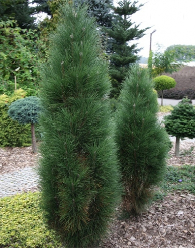 Borovica čierna ’ Zimmer II ’ na kmienku