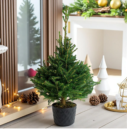 Smrek pančičov (Omorika) 40/60cm