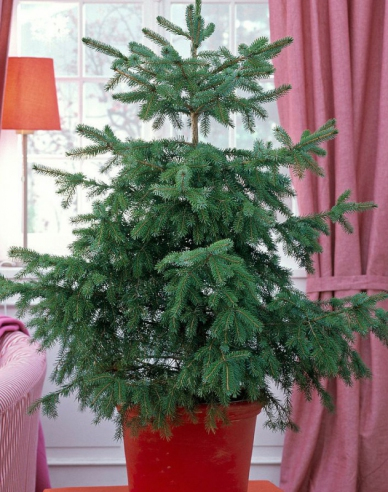 Smrek pančičov (Omorika) 80/100cm