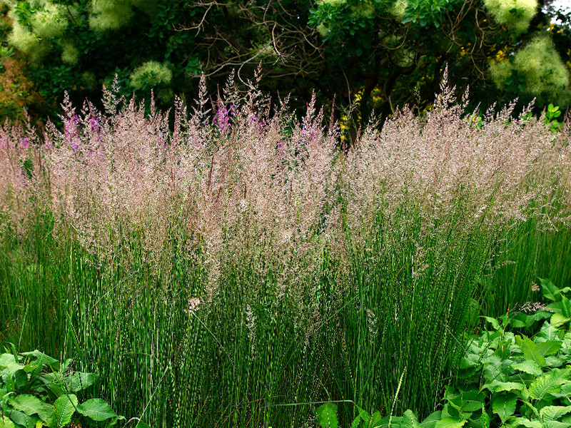 Smlz ostrokvetý ´Karl Foerster´ 9x9