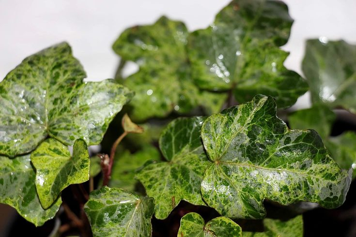 Brečtan popínavý ´Marmorata´