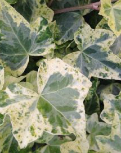 Brečtan popínavý ´Marmorata´