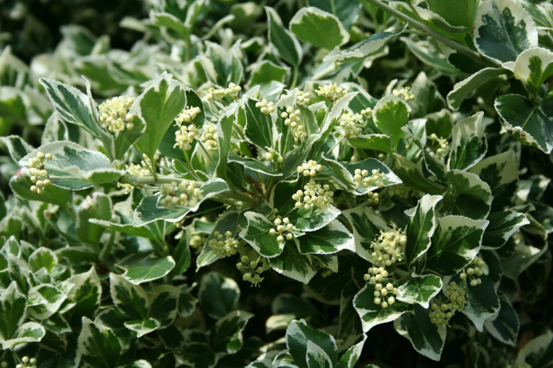 Bršlen fortuneov "EMERALD GAIETY"