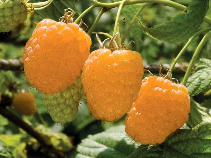 Malina žltá ´Valentina´ stálorodiaca