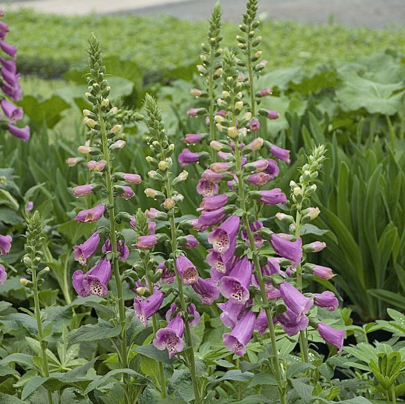 Náprstník ´Dalmatian Mix´