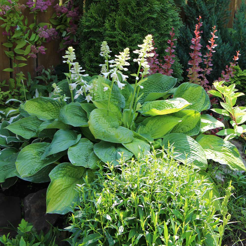 Hosta  ´Guacamole´