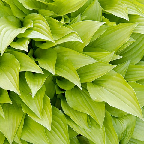 Hosta  ´Lemon Lime´