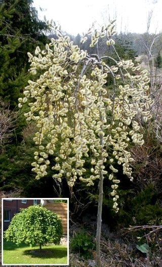 Vŕba vysoká previslá ´Kilmarnock´ na kmienku 120cm