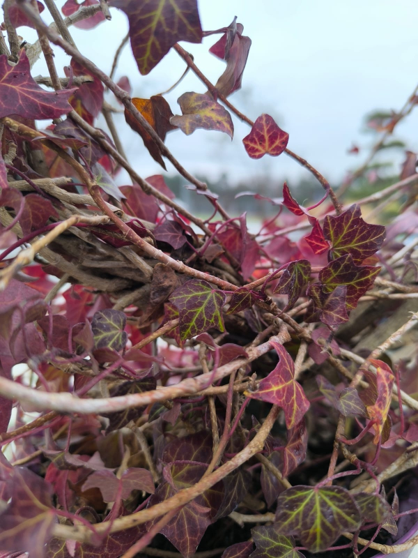 Brečtan v tvare srdca