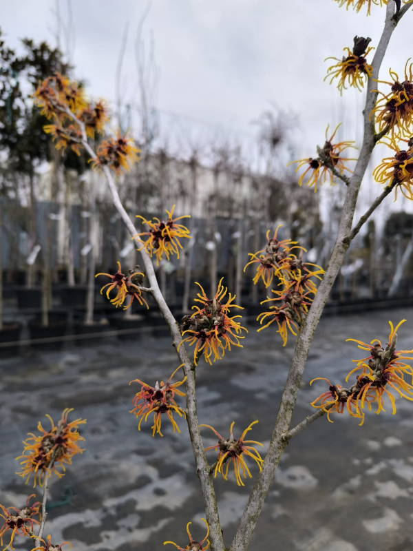 Hamamel prostredný ’Orange Beauty’