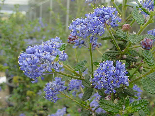 Latnatec  ’Julia Phelps’