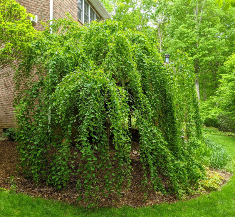 Cercidovník japonský