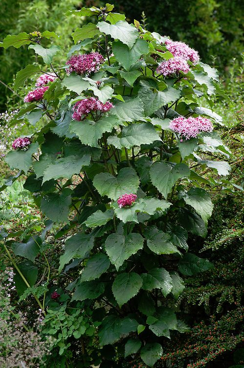 Blahoker  - Klerodendron Bungeov