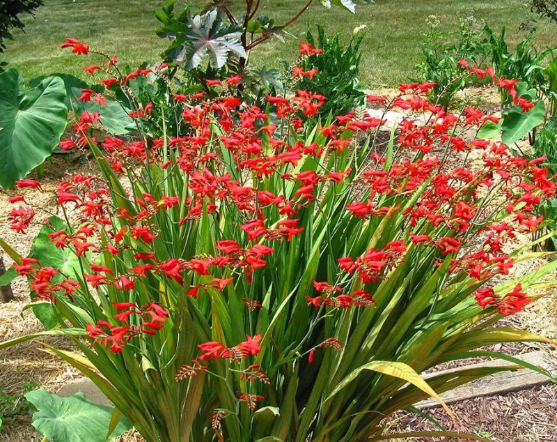 Montbrécia - Crocosmia ’Emberglow’