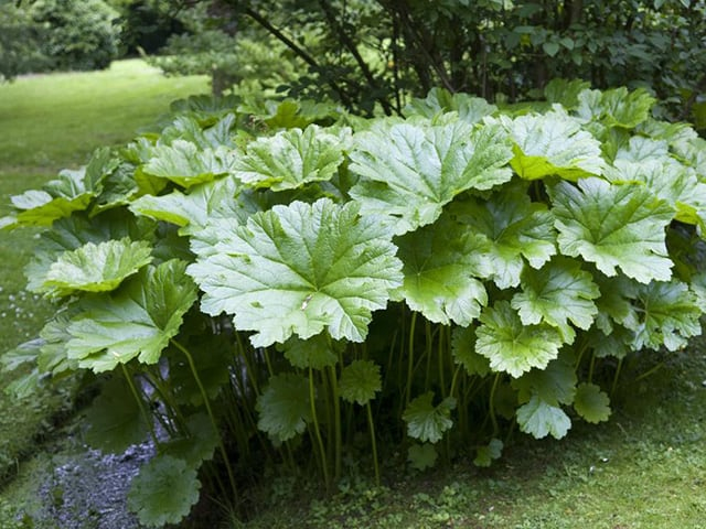 Darmera štítnatá - indiánska rebarbora