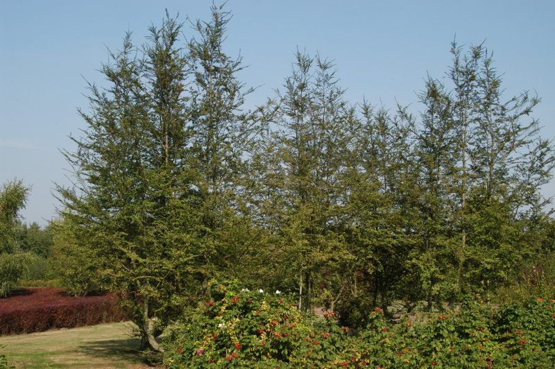 Pabuk antarktický - Nothofagus antarctica