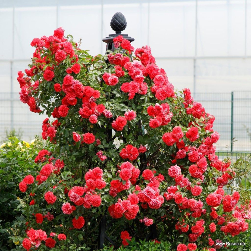 Ruža ´Rosarium Uetersen´