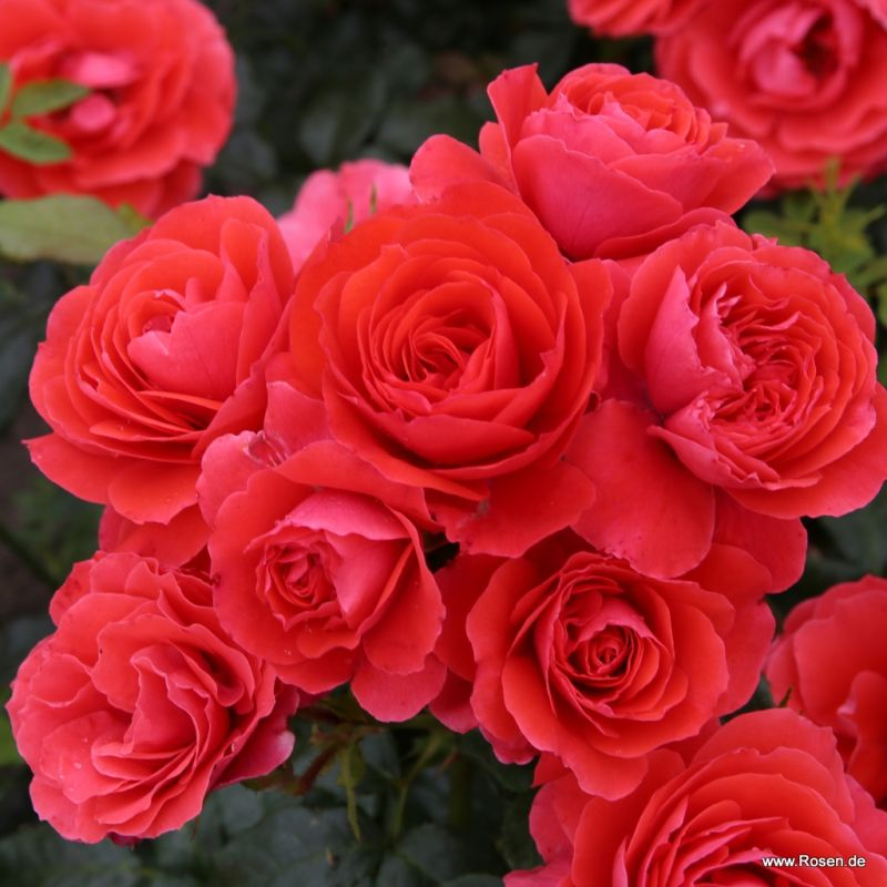 Ruža ´Cherry Girl´