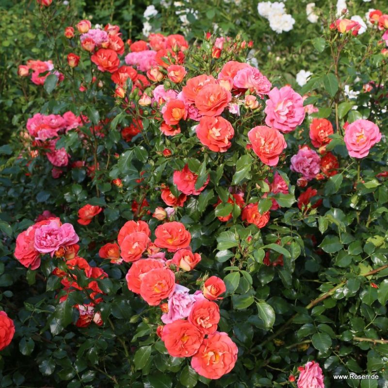 Ruža ´Gebrüder Grimm´