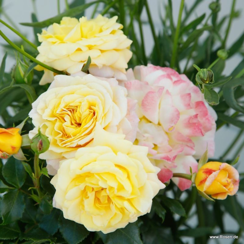 Ruža ´Rose der Hoffnung´