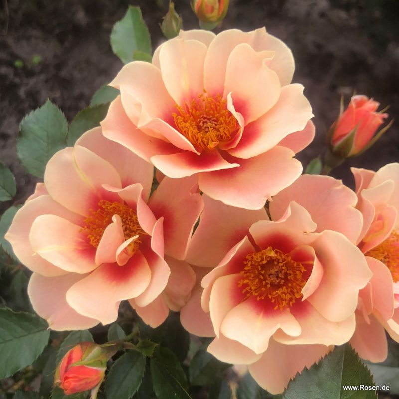 Ruža ´See You in Apricot´