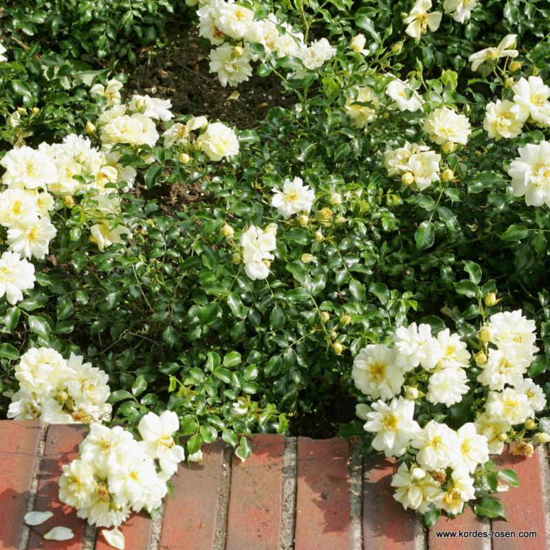 Ruža ´Sunny Rose´