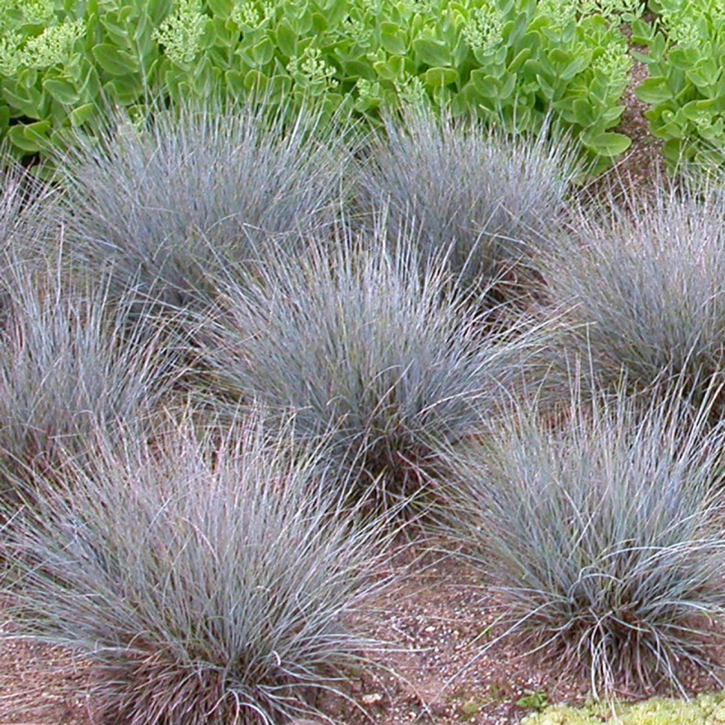 Kostrava ´Elijah Blue´ 10l