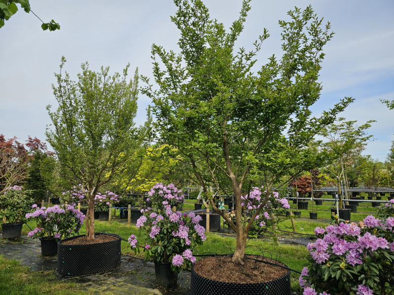 Stewartia kaméliovitá