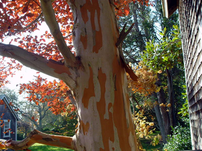 Stewartia kaméliovitá
