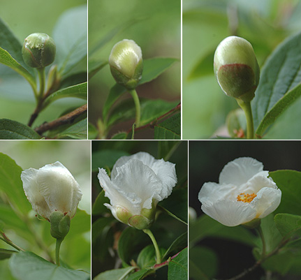 Stewartia kaméliovitá