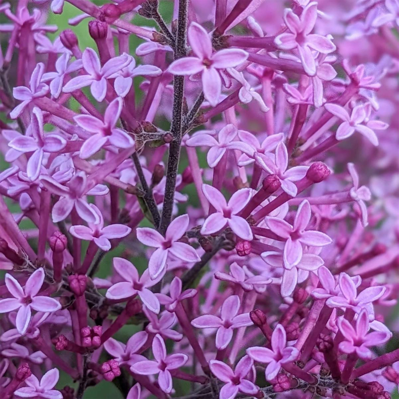 Orgován ´Dark Purple´ na kmienku