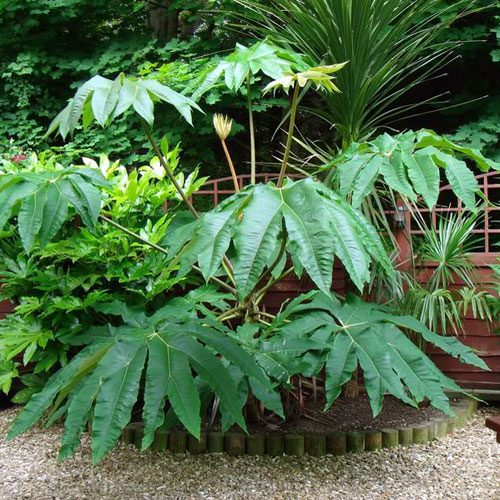 Aralia papierodárna ’Rex’