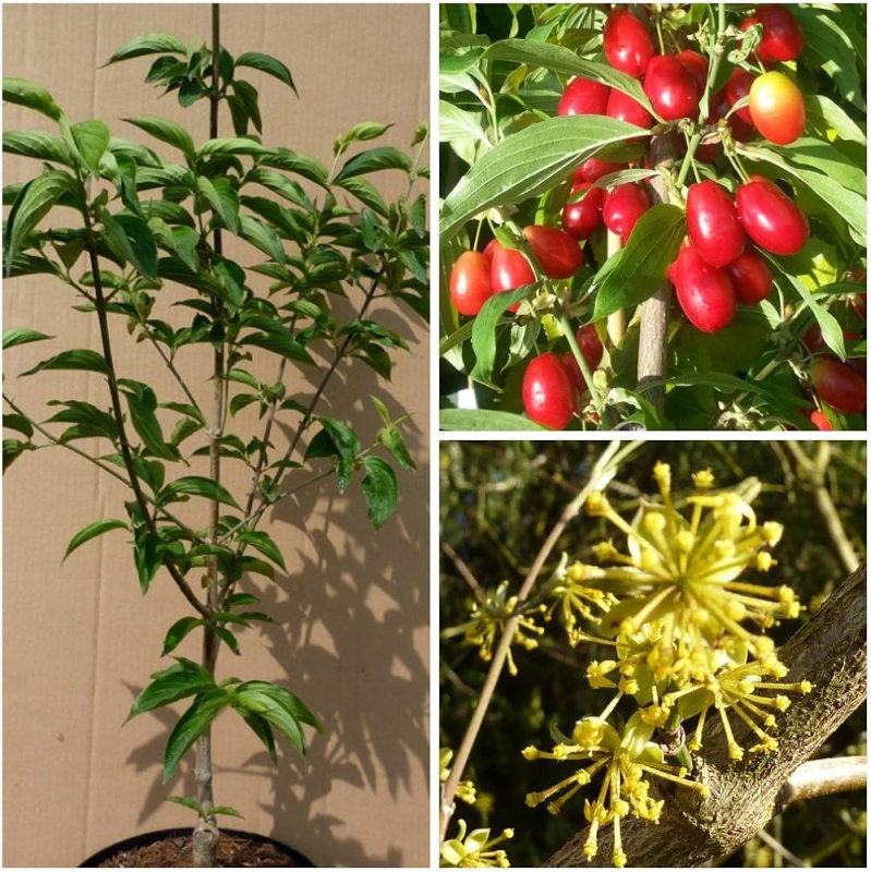 Drieň obyčajný ´Jolico´ 160cm