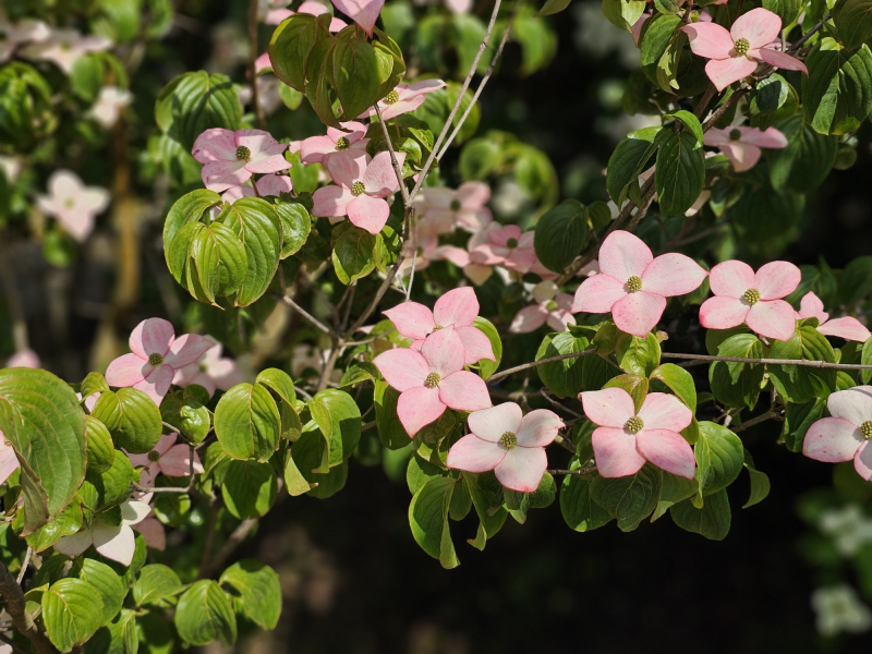 Drieň kousa (čínsky) ´Satomi´