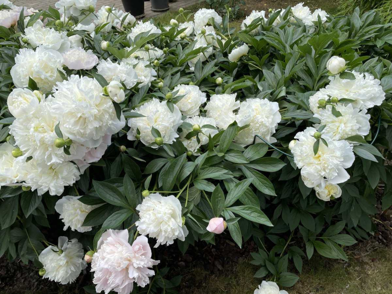 Pivonka čínska  ’Duchesse de Nemours’