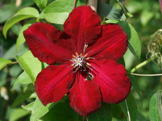 Plamienok  ’Solidarnosc’