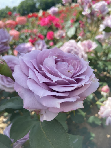 Ruža stromčeková ´INNOVA´