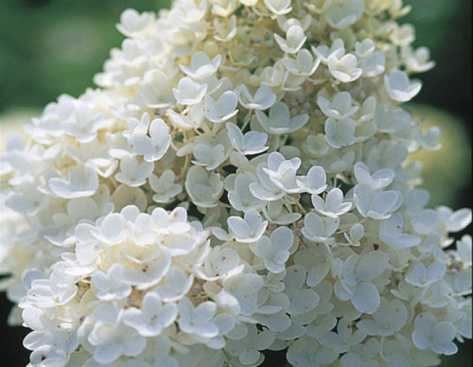 Hortenzia metlinatá ´Grandiflora´