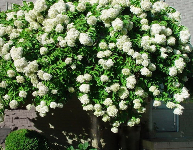 Hortenzia metlinatá ´Grandiflora´