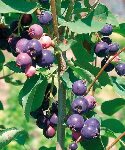 Muchovník ´Prince William´