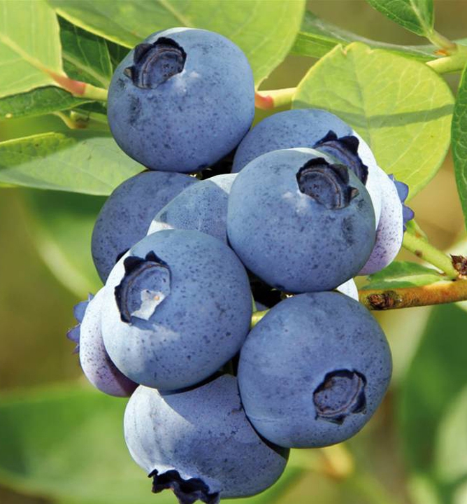 Čučoriedka kanadská ´Bluecrop´