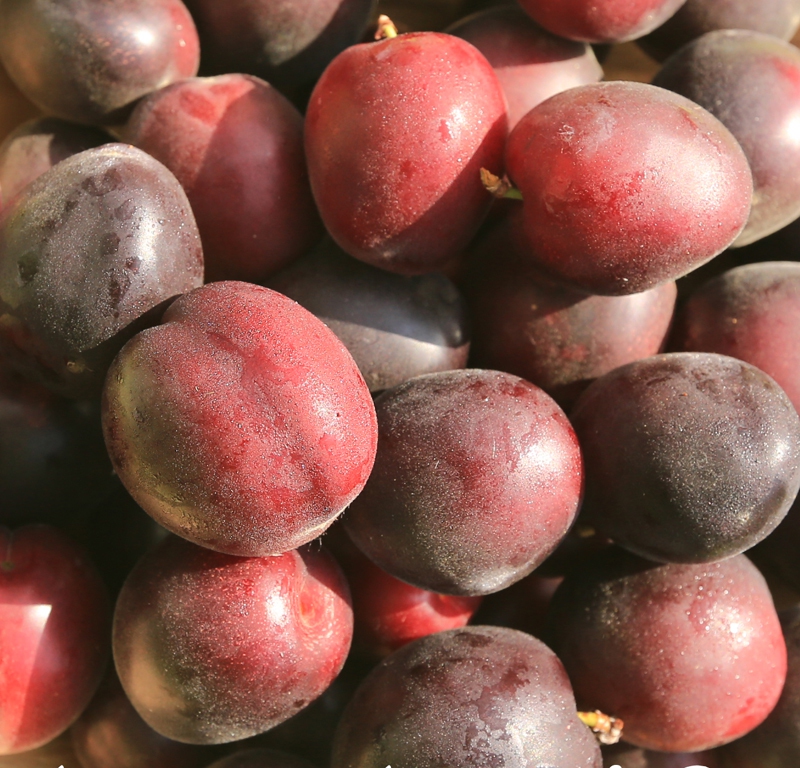 Marhuľo-slivka APRISALI®