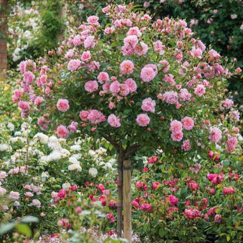 Ruža stromčeková "The Fairy"