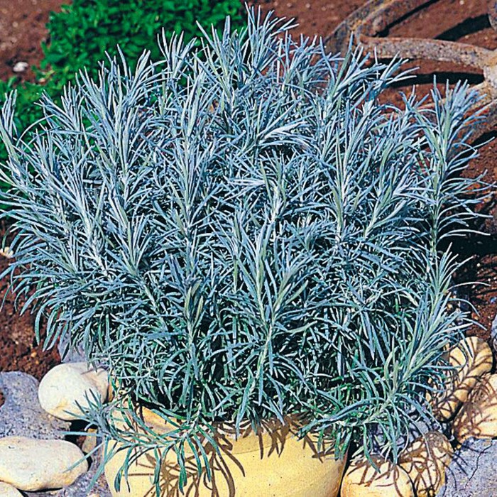 Slamiha úzkolistá "Kari"